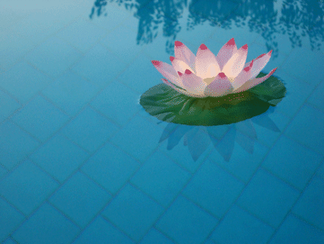 Lotus Floating Flower Lanterns in wimmingpool